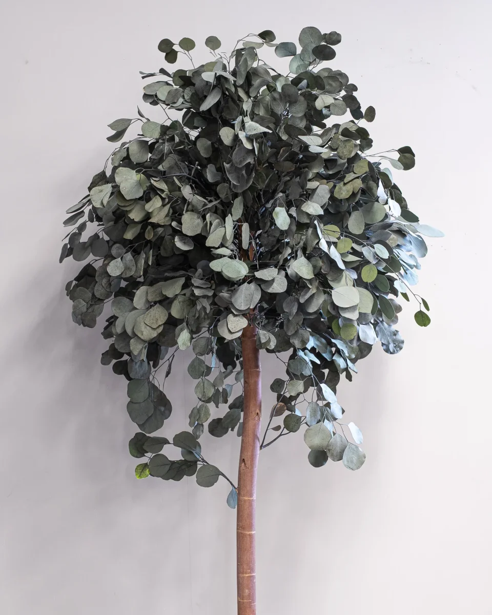 Säilötty Eucalyptus Populus – Latvus - Image 8